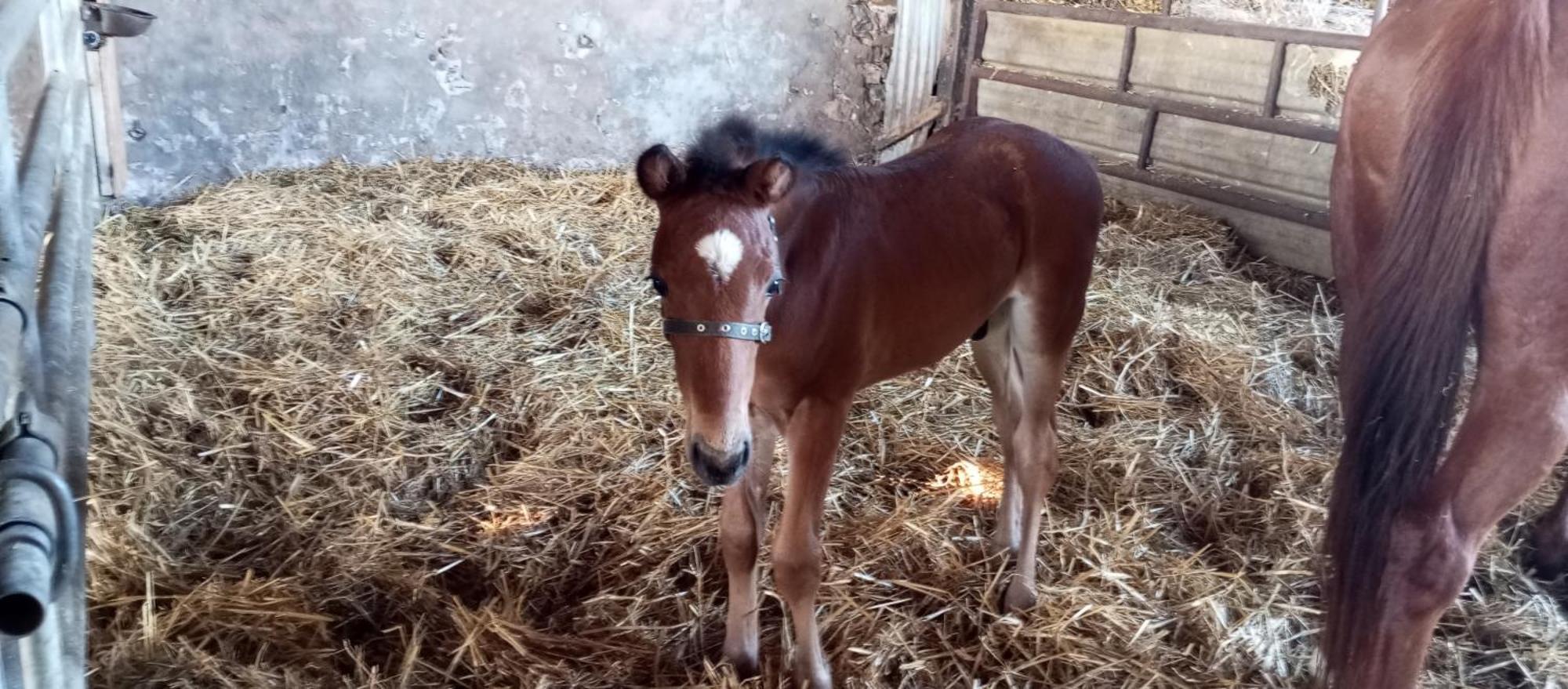 Soulgé-sur-ouette La Giraudiere Batisse Au Calme 2 A 4 Personnes מראה חיצוני תמונה